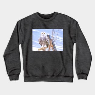 Snowy Owl in Winter Crewneck Sweatshirt